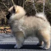 Keeshond Puppies from Peregrine Keeshond