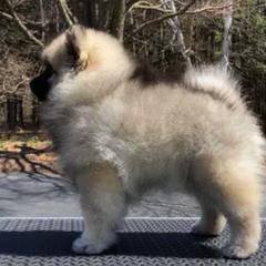 Keeshond Puppies from Peregrine Keeshond