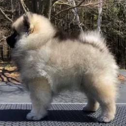 Keeshond Puppies from Peregrine Keeshond