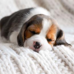 Arlo - Blue tan and white male Beagle puppy in Caldwell, Ohio from Folklore Kennel