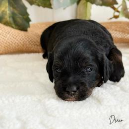 Draco F1b - Black and tan male Cavapoo puppy in Wamego, Kansas from Doodles of Oz