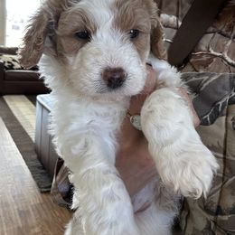 Noodles - Cream female Aussiedoodle puppy in Tolar, Texas from Massey Ranch