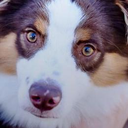 Bosley - Miniature Australian Shepherd