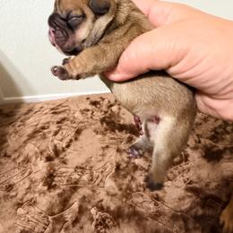 Hera - Fawn female French Bulldog puppy in Washington, Pennsylvania from Crooked Pine French Bulldogs