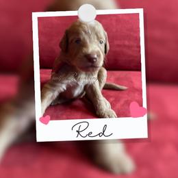 Australian Labradoodle Puppies from Fruitful Beginnings,LLC