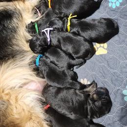 Bubble Gum - Black female German Shepherd puppy in Fort Jennings, Ohio from Von Holtzapple German shepherds