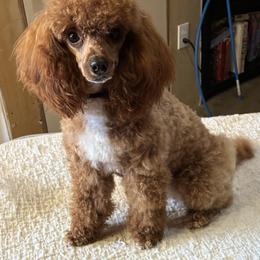 Poodle Puppies from Top Shelf Toy Dogs