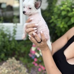 Chinese Crested Puppies from Alvarez Chinese Crested