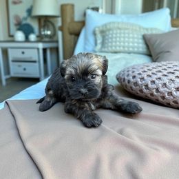 Austin - Black and silver brindle male Havanese puppy in Bowling Green, Kentucky from Denise Clark
