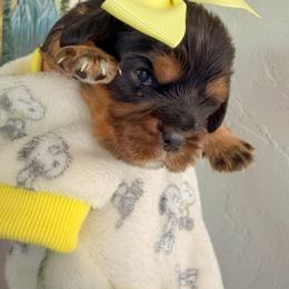 Cavalier King Charles Spaniel and Cavapoo Puppies from Unicorn Tears and Cavaliers