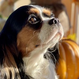 Willow - Cavalier King Charles Spaniel
