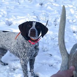 Scarlett - German Shorthaired Pointer