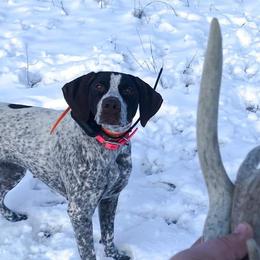 Scarlett - German Shorthaired Pointer