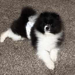 Blue parti - Blue male Pomeranian puppy in Westminster, Colorado from VanityPom’s