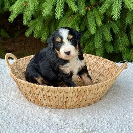 Velvet - Tri-color female Bernedoodle puppy in Bremen, Indiana from Farmland Doodles