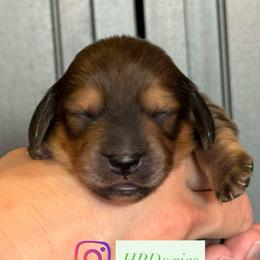 Mount Adams - Red male Dachshund puppy in Bonney Lake, Washington from HP Dachs