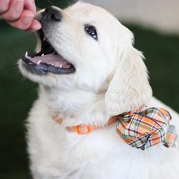 Golden Retriever Puppies from Dandelion Meadows Farm