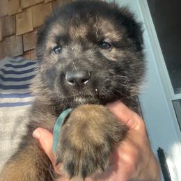 Lt. Blue Collar - Black and tan male German Shepherd puppy in Kansas, Ottawa, Kansas from Import German Shepherds of Kansas