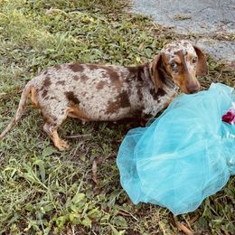 Hazel - Dachshund