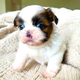 Winston - Red and white male Shih Tzu puppy in Jacksonville, Florida from Fancy Garden Shih Tzu