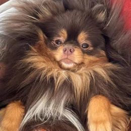 Pomeranian puppies from Snow peak poms