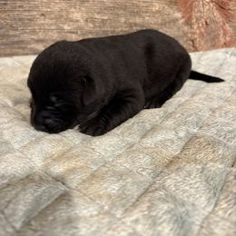 Black Female - Black female Labrador Retriever puppy in Freeport, Illinois from Rock Hollow Retrievers