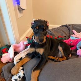 Light Pink collar Girl - Black and rust female Doberman Pinscher puppy in Madison, Indiana from Jensen Dobermans and Dachshunds