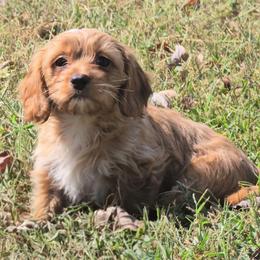 Tanna - Apricot female Cavapoo puppy in Lebanon, Kentucky from Mosaic Merle Doodles