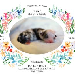 Roxy -BMF1 - Blue merle female Toy Australian Shepherd puppy in Nacogdoches, Texas from TK Standard, Mini, & Toy Aussies