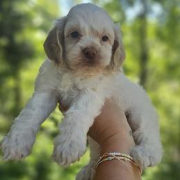 Dark Green Male - Cream male Cockapoo puppy in Mocksville, North Carolina from Hunting Creek Farms