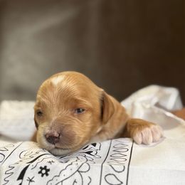 Dolly - Red  female Goldendoodle puppy in Clinton, Utah from Golden Law Kennels