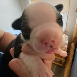 Boy 3 - Black and white male Boston Terrier puppy in Murrells Inlet, South Carolina from Inlet Boston Terriers