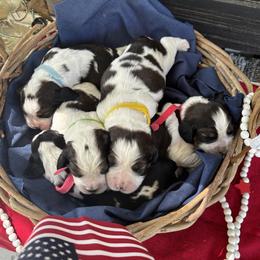 English Springer Spaniel puppies from Bay Branch Bunch English Springer Spaniels