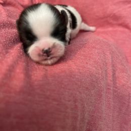 Trinket - Tricolor female Shih Tzu puppy in Hematite, Missouri from Free Range Shih Tzus