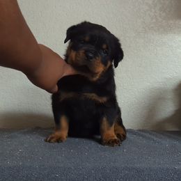 Rottweiler Puppies from Galaxia Rottweilers