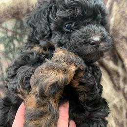 Poodle and Rottweiler Puppies from Pine Ridge Kennels