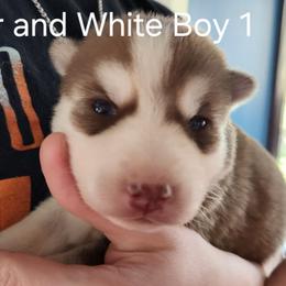 Copper and White Boy 1 - Brown and white male Siberian Husky puppy in Jonesboro, Arkansas from L & A Animal House Siberian Huskies
