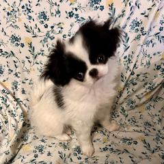Girl 2 - Black and white female Japanese Chin puppy in Basehor, Kansas from Good Fortune Shar Pei