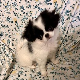 Girl 2 - Black and white female Japanese Chin puppy in Basehor, Kansas from Good Fortune Shar Pei