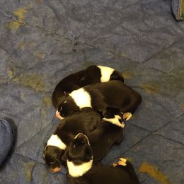 Border Collie Puppies from WRC Farms