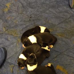Border Collie Puppies from WRC Farms