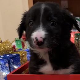 Caspian - Border Collie puppy in Texas from Broadmoor Farm