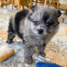 Hazel - Blue merle female Pomeranian puppy in Raymondville, Missouri from Pampered Pomskies