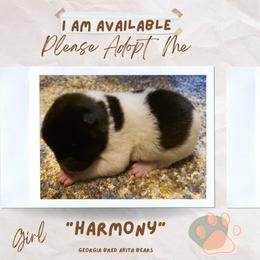 Akita Puppies from Georgia Bred Akita Bears