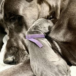 Blue Girl - Blue female Great Dane puppy in West Palm Beach, Florida from Ocean Blue Danes