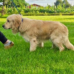 Dude - Golden Retriever