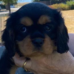 Winston - Black and tan male Cavalier King Charles Spaniel puppy in Valley, Washington from F-Stop Cavaliers