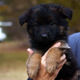 Girl 5 - German Shepherd puppy from Euro Deja