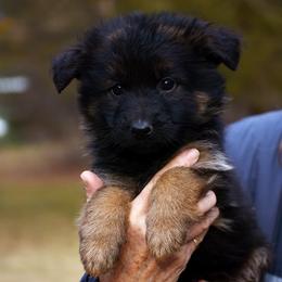 Girl 5 - German Shepherd puppy from Euro Deja