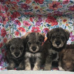 Goldendoodle, Schnoodle, and Sheepadoodle Puppies from Dood Ranch